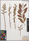 Foto von Salix caprea L. x Salix purpurea L.